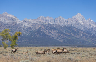 Herd of Elk Rutting in Autumn in Grand Teton National Park Wyoming