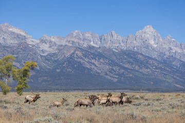Herd of Elk Rutting in Autumn in Grand Teton National Park Wyoming