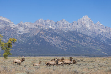 Fototapeta premium Herd of Elk Rutting in Autumn in Grand Teton National Park Wyoming