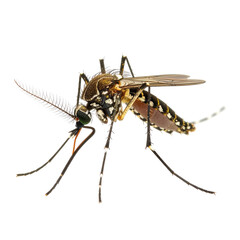Mosquito Close-up of a mosquito with detailed legs and antennae