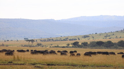Fototapeta premium buffalo in the wild