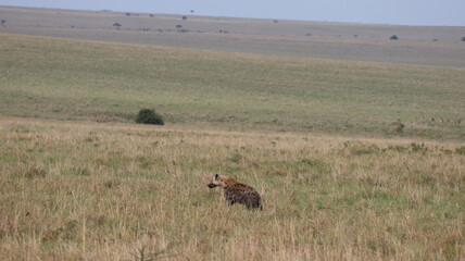 hyena 
