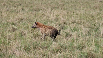 hyena 