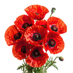 Vivid bouquet of red poppy flowers with dark centers on black background