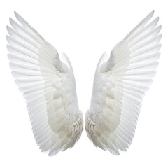 Spreading pair of white wings against a stark black background
