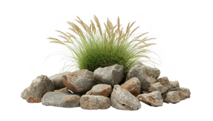 Ornamental grass on rocks isolated on transparent background, creating a natural and textured composition