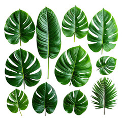 Tropical Flora Collection of lush green leaves against a stark black backdrop