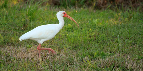 Fototapeta premium White ibis in the grass at Tyrrell Park in Beaumont, Texas