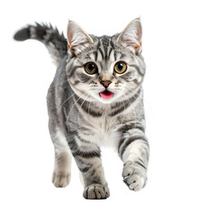 Obraz premium Striped tabby cat with expressive face and pink tongue sticking out