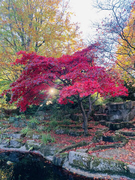 Crimson Autumn Colours of Acer Tree in Clifton Park, Rotherham, South Yorkshire