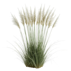 Ornamental pampas grass isolated on transparent background for landscaping and garden design