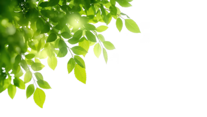 Fresh green leaves with sunlight shining through isolated on transparent background in spring time