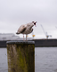 screeching seagull on a wooden column