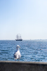 seagull and ship with blurred foreground