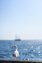 seagull and ship with blurred background