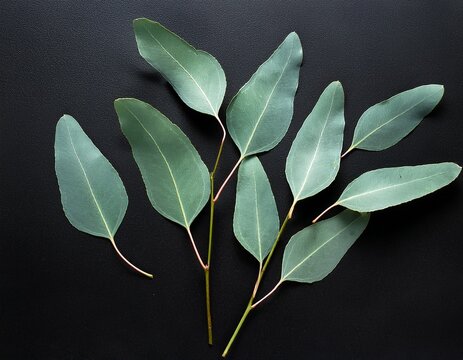 silvery green eucalyptus leaves arranged on a deep black backdrop leaves green