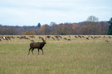 Sika deer standing in open meadow with grazing herd in soft autumn landscape
