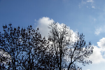 Silhouetted trees with sparse leaves against a clear blue sky, capturing a tranquil outdoor scene. Ideal for nature themes and environmental contexts.