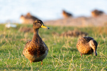 Several female mallards walking on a grassy lakeshore, illuminated by warm evening sunlight. Peaceful scene of ducks feeding and resting by the water.