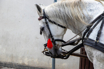 Close-up of a white horse with long mane and red tassel on the bridle, standing against an urban background. The scene captures the elegance and beauty of this animal.
