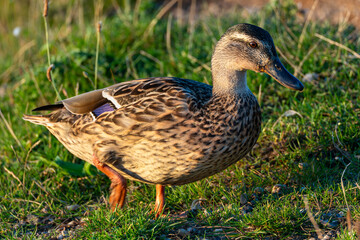 Female mallard walking along the grassy lakeshore in search of food, illuminated by warm evening sunlight. Peaceful nature scene with ducks at the water’s edge.
