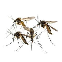 Mosquitoes Group of buzzing insects with long legs and patterned bodies