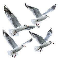 Seagulls fly in the open sky. White and gray colors. Black background