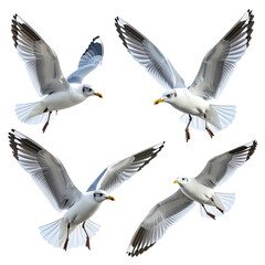 Four seagulls soar, wings spread, against a dark background