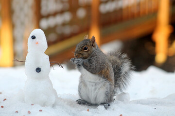 squirrel in the snow