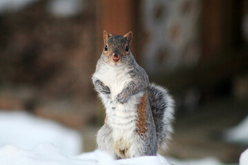 squirrel standing in the snow