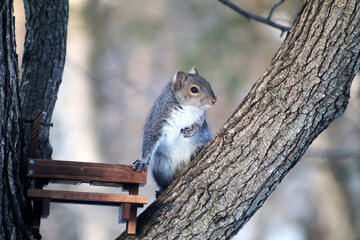 squirrel on a tree