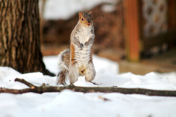 standing squirrel