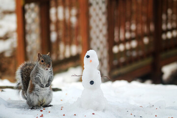 squirrel in winter
