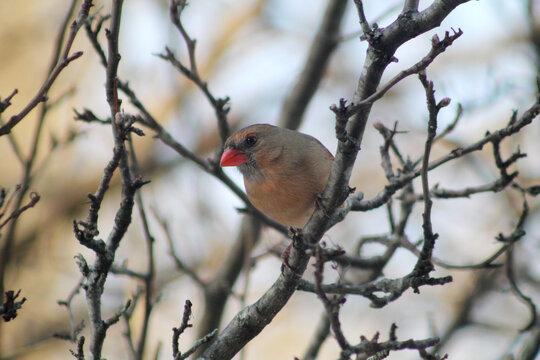 lady cardinal on a branch