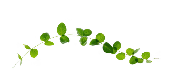 Green leaves isolated on transparent background, a fresh and vibrant botanical element for design