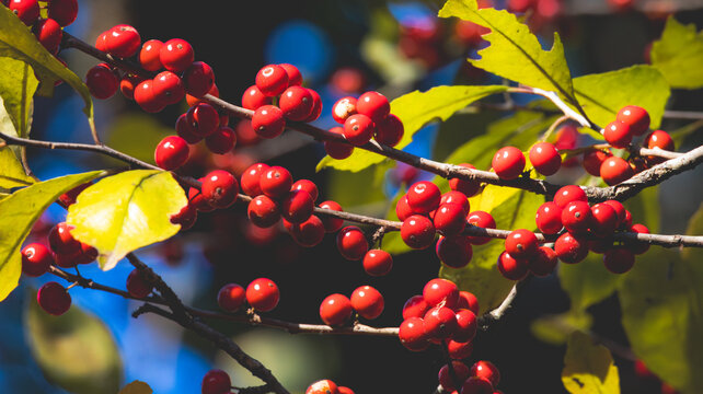 Red berries on a branch
