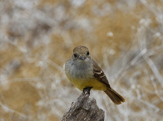 Small Brown and Yellow Bird Perched on a Branch