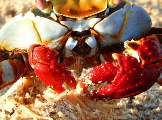 Close-up of a Crab with Striking Red Claws