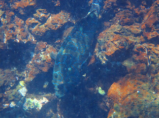 Ornate Fish Camouflaged in a Rocky Underwater Environment