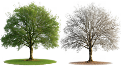 Comparison of a tree in summer and winter isolated on transparent background for design element