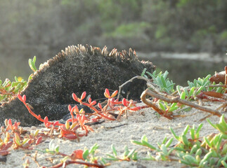 Marine Iguana Camouflaged on a Sandy Beach with Coastal Plants