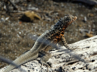 Lizard resting on a weathered log in a dry environment