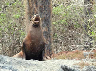 A Roaring Sea Lion in its Natural Habitat