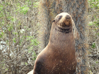 A Roaring Sea Lion in its Natural Habitat