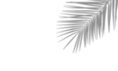 Realistic shadow overlay effect isolated on transparent background. Natural tropical palm leaf coconut branches shadows. For summer spring projects, product presentation mock up. Design elements. PNG