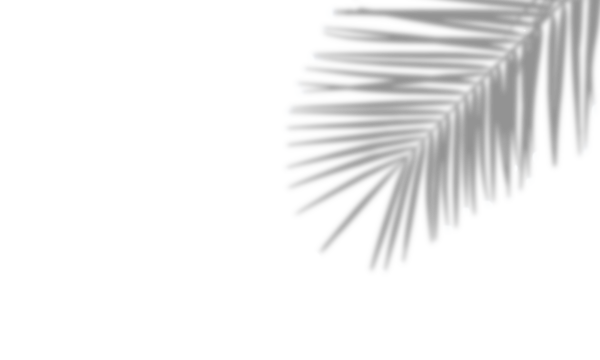 Realistic shadow overlay effect isolated on transparent background. Natural tropical palm leaf coconut branches shadows. For summer spring projects, product presentation mock up. Design elements. PNG