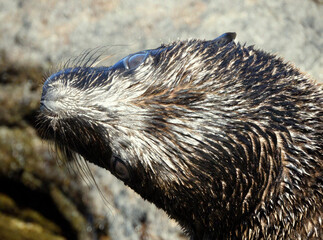 Close-up of a Wet Marine Mammal Looking Up