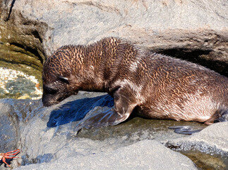 Cute Seal Pup Resting on Coastal Rocks