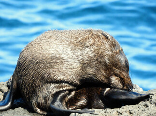 Wet fur seal grooming on dark rocks near the sea