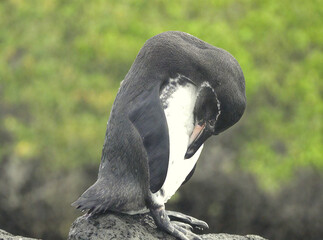 Galapagos Penguin Preening on Volcanic Rock